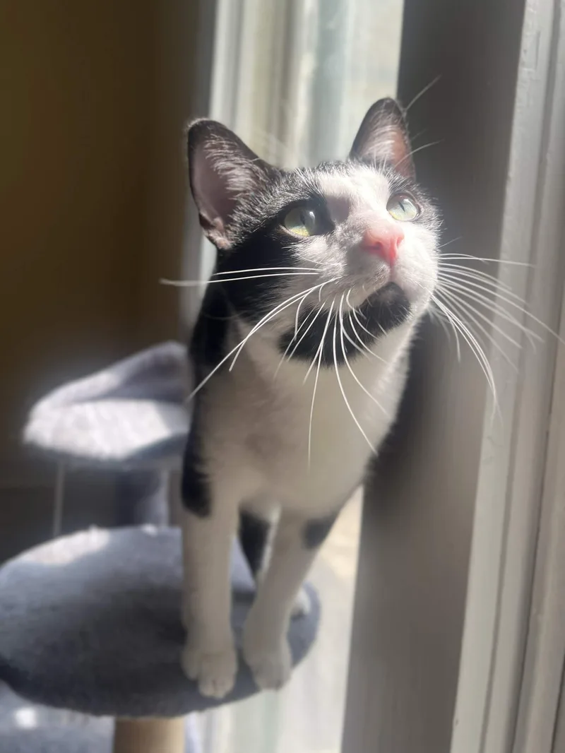 A young medium-sized male Black & White / Tuxedo Domestic Short Hair cat named Bowie for adoption in Richmond, KY