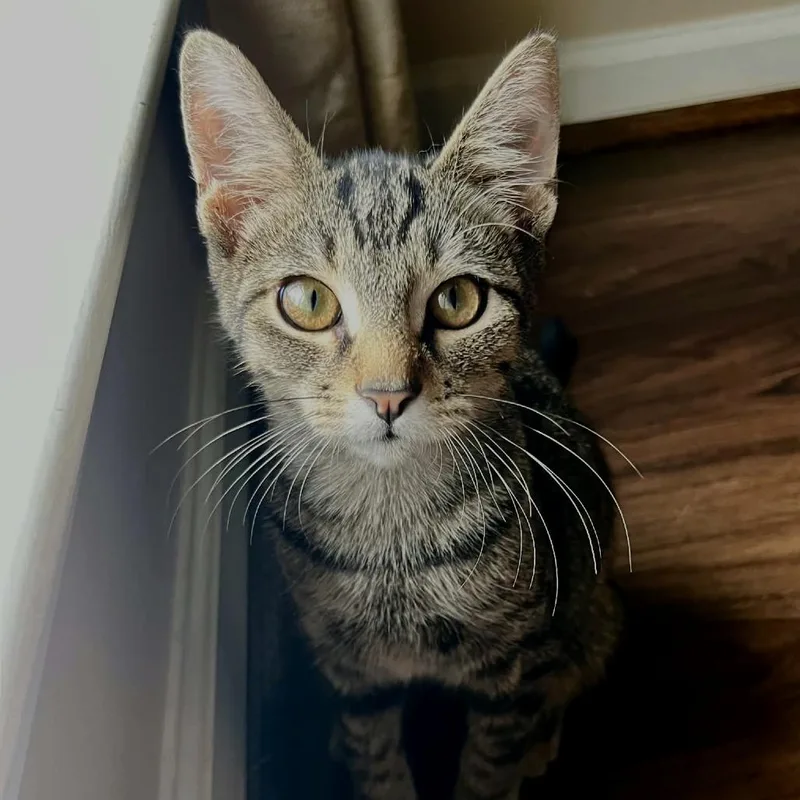 A baby medium-sized male Domestic Short Hair cat named Scout for adoption in Helena, AL