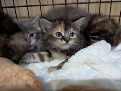 A baby small-sized male Domestic Medium Hair cat named Ned Nederland for adoption in Liverpool, TX
