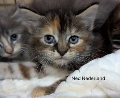 Ned Nederland thumbnail 3