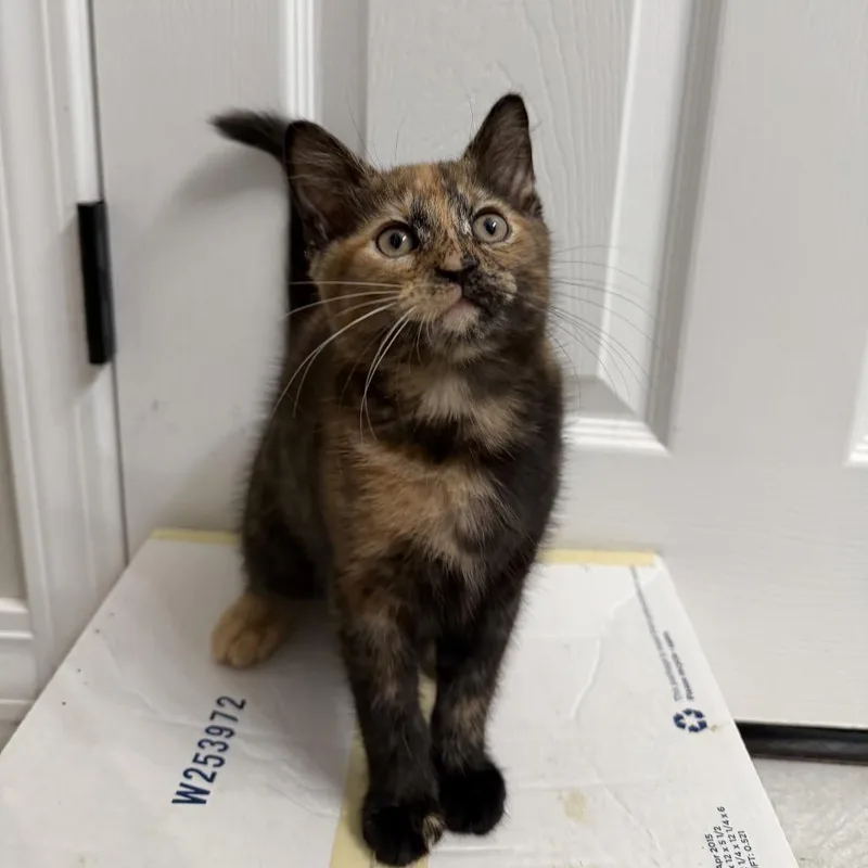 A baby small-sized female Torbie American Shorthair cat named Maple for adoption in Springfield, MO