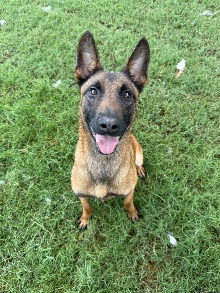 An adult medium-sized female Tricolor (Brown, Black, & White) Belgian Shepherd / Malinois dog named Seren  Located in for adoption in Imlay City, MI