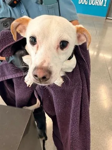 A young small-sized male Rat Terrier dog named Cocopuff for adoption in San Martin, CA