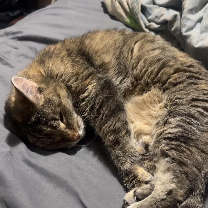 Sammy
