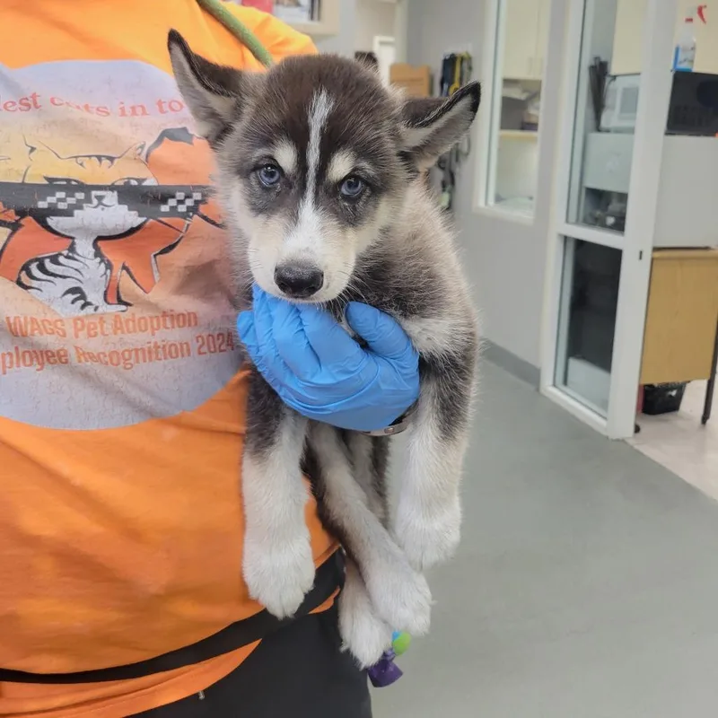 A baby small-sized male Gray / Blue / Silver Husky dog named Davis for adoption in Westminster, CA