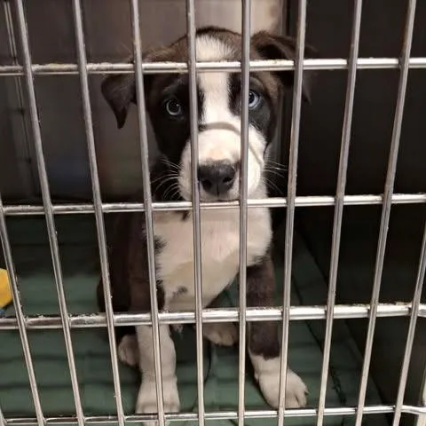 A baby small-sized male Gray / Blue / Silver Shepherd dog named Storm for adoption in Dover, AR