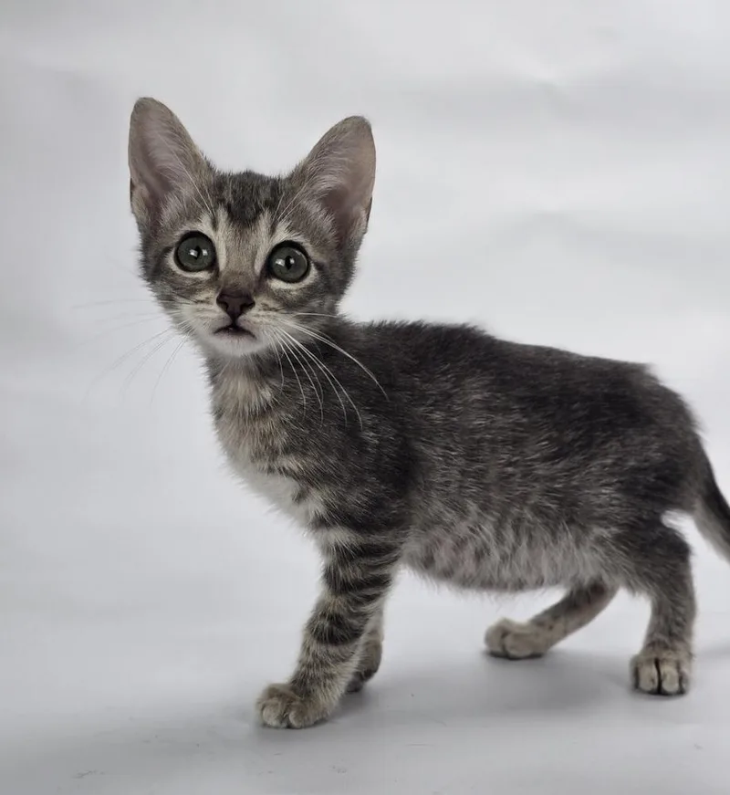 A baby small-sized male Domestic Short Hair cat named Tommy for adoption in Sedalia, CO