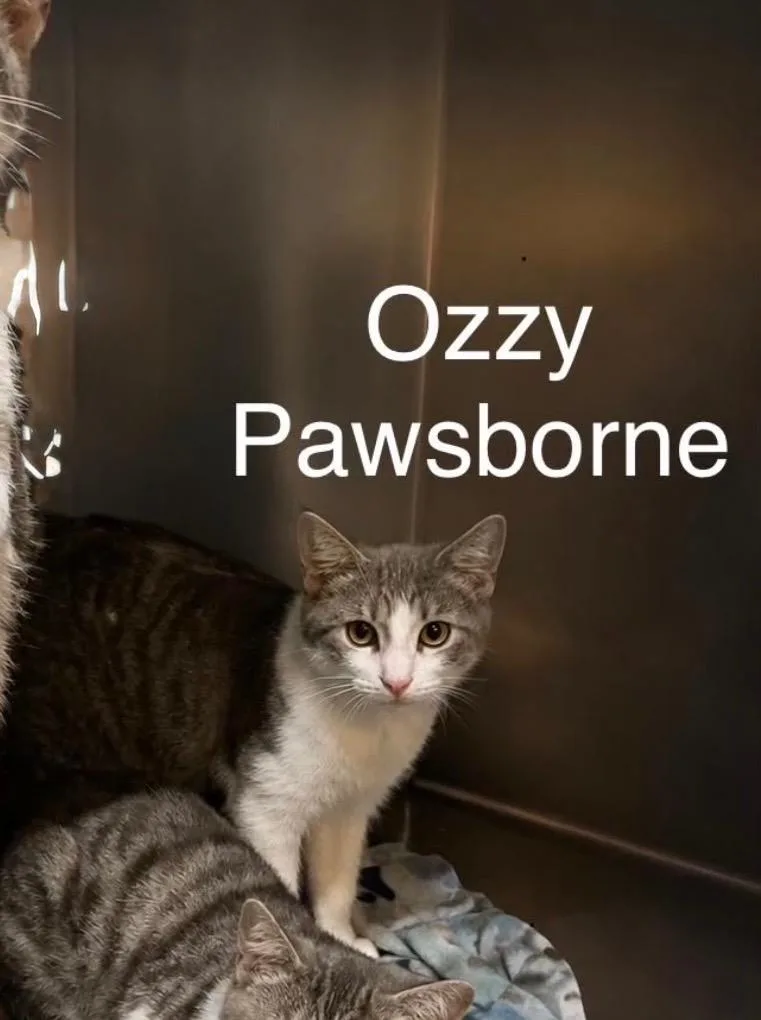 A baby medium-sized male Domestic Short Hair cat named Ozzy Pawsbourne for adoption in Waverly, TN