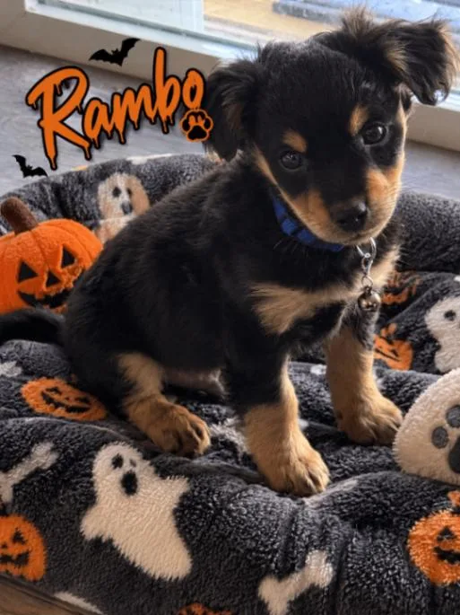 A young small-sized male Poodle dog named Rambo for adoption in North Bend, WA