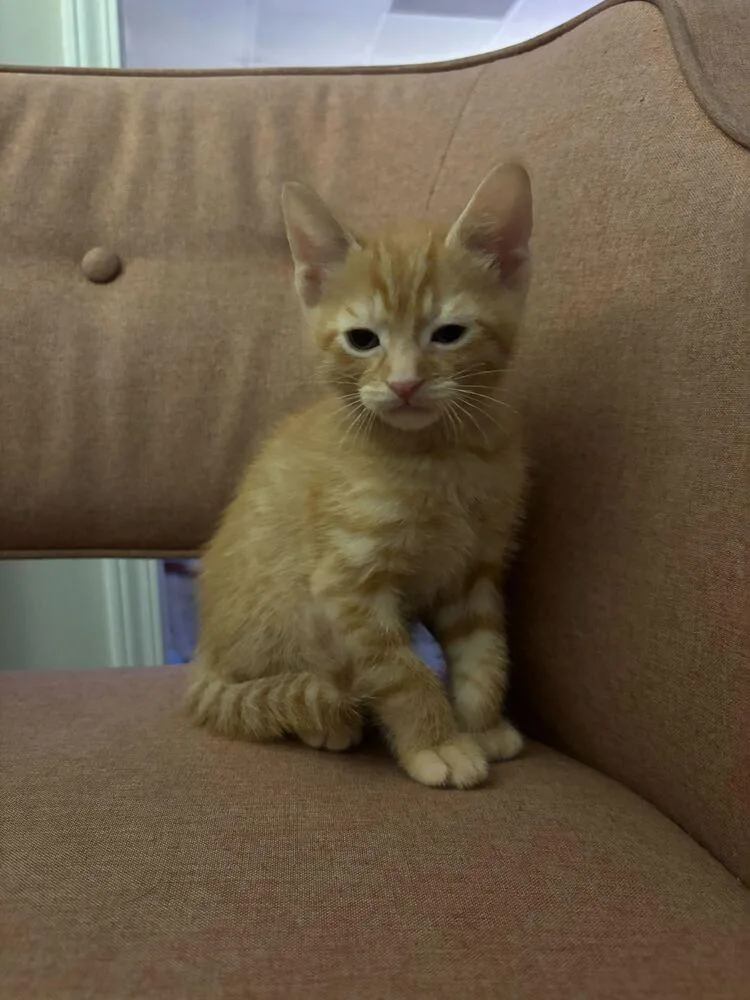A baby small-sized male Domestic Short Hair cat named Apple Jack for adoption in Marietta, GA