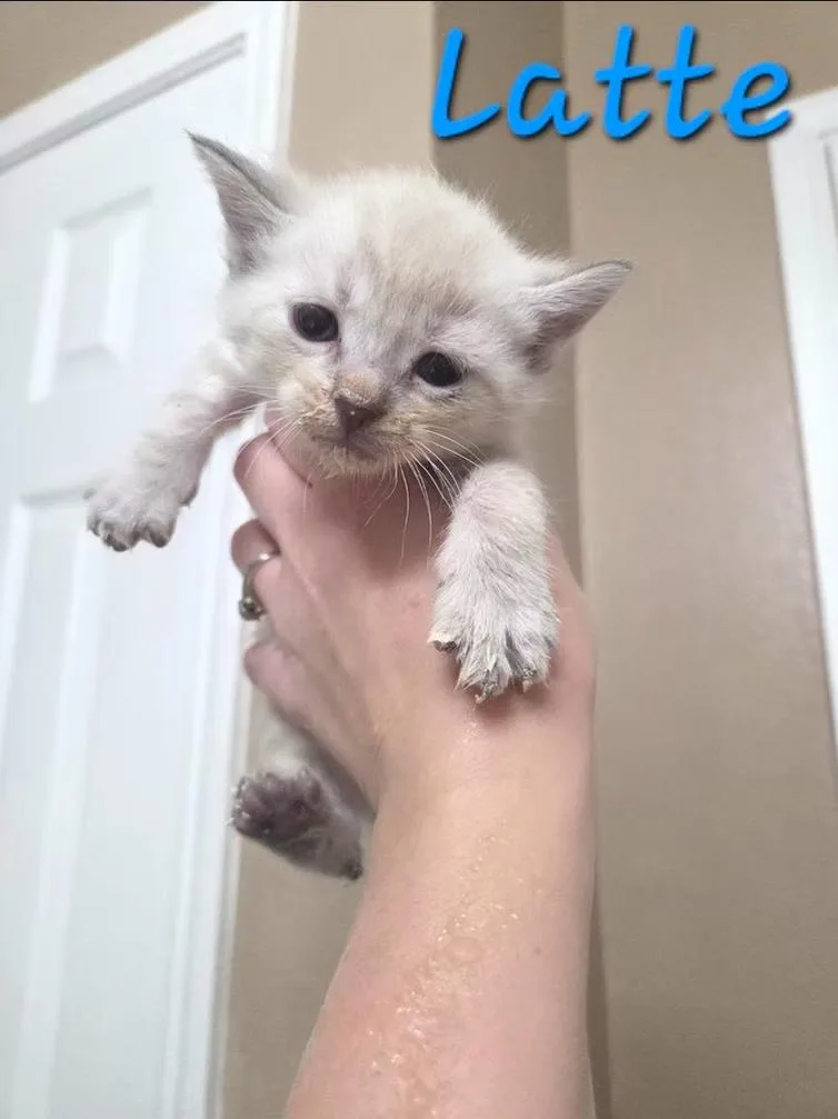 A baby medium-sized male Siamese cat named Latte for adoption in Anna, TX