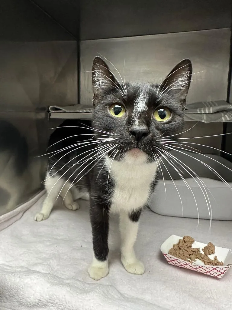 A baby medium-sized female Domestic Short Hair cat named Betty Boop for adoption in Pomona, NY
