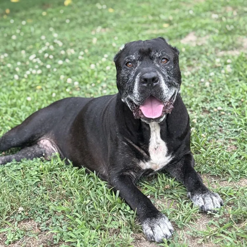 A senior large-sized male Black Mastiff dog named Rowdy for adoption in Ridgely, MD