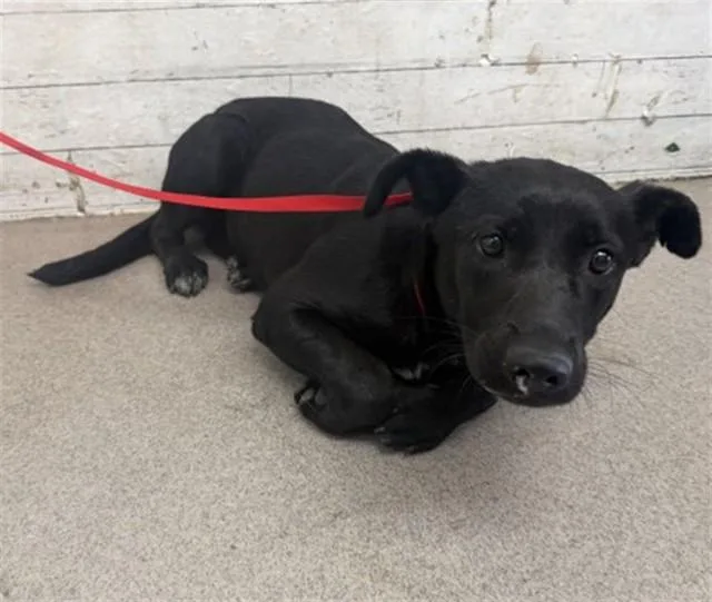 A young medium-sized female Labrador Retriever dog named Mozzarella for adoption in San Bernardino, CA