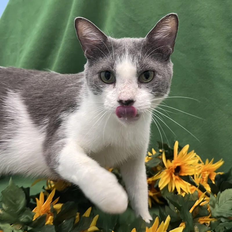 An adult large-sized female Gray & White Domestic Short Hair cat named Blair for adoption in Bear, DE