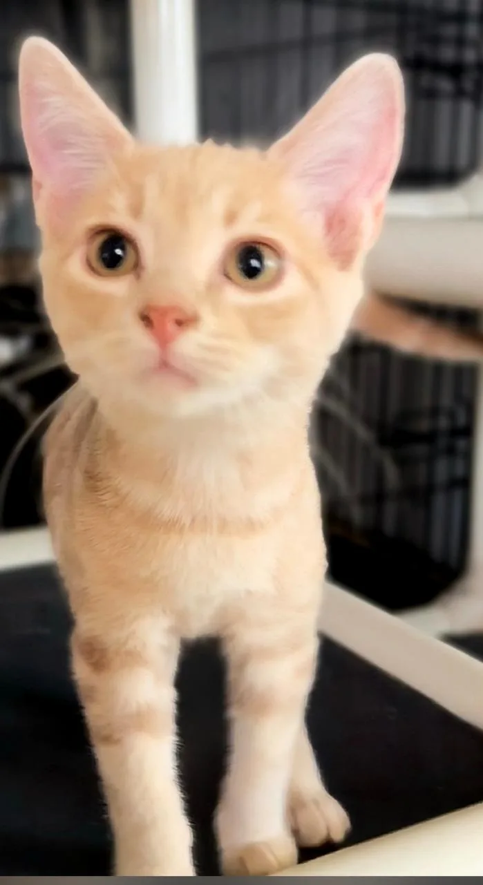 A young medium-sized male Domestic Short Hair cat named Mateo for adoption in Phoenix, AZ