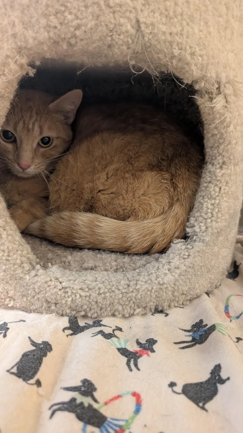 An adult medium-sized female Orange & White Domestic Short Hair cat named Tigress for adoption in Missoula, MT