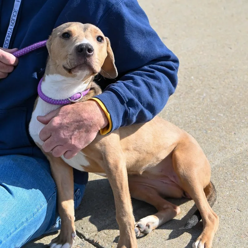 A young medium-sized female Yellow / Tan / Blond / Fawn Mixed Breed dog named Cake Slice for adoption in Fredericksburg, VA
