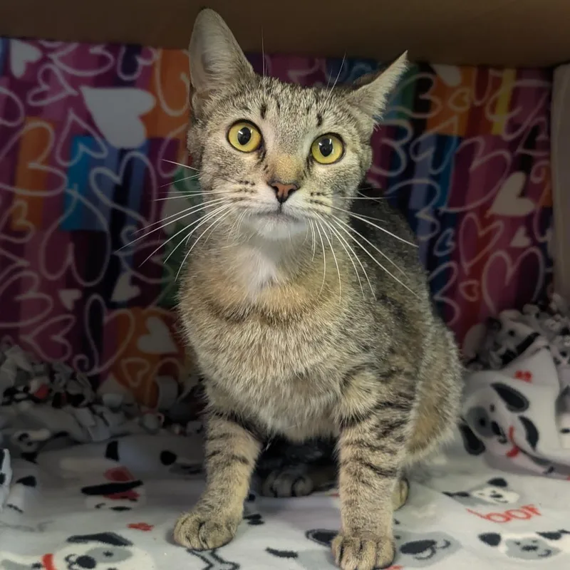 An adult medium-sized female Brown / Chocolate Domestic Long Hair cat named Avera for adoption in Naples, FL