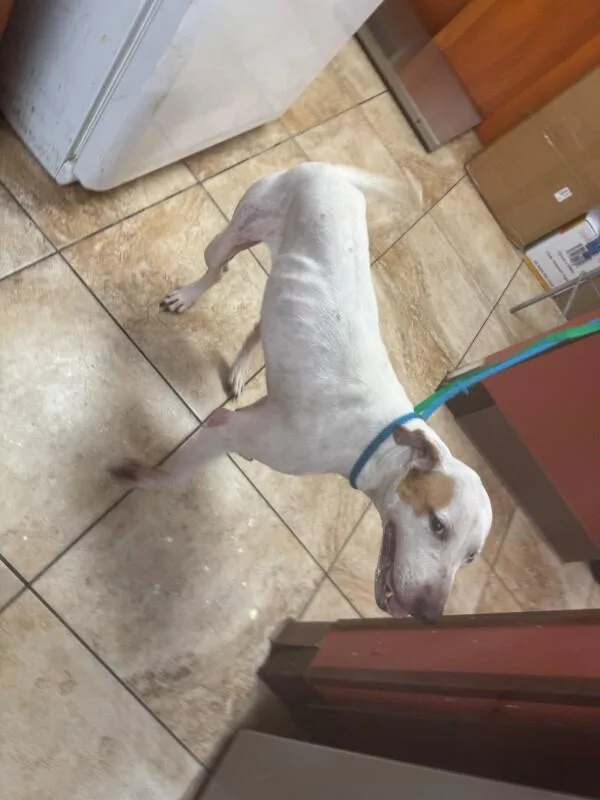 An adult large-sized female Hound dog named Strudel for adoption in Cincinnati, OH