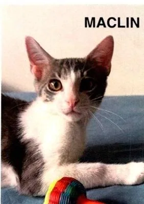 A baby small-sized male Gray & White Domestic Short Hair cat named Maclin for adoption in Anoka, MN