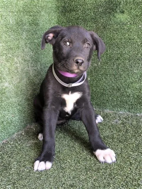 A baby small-sized female German Shepherd Dog dog named Ruby for adoption in Lancaster, CA