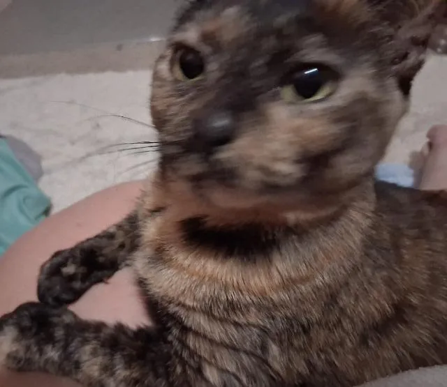 An adult large-sized female Domestic Short Hair cat named Snickers for adoption in Ewing, NJ
