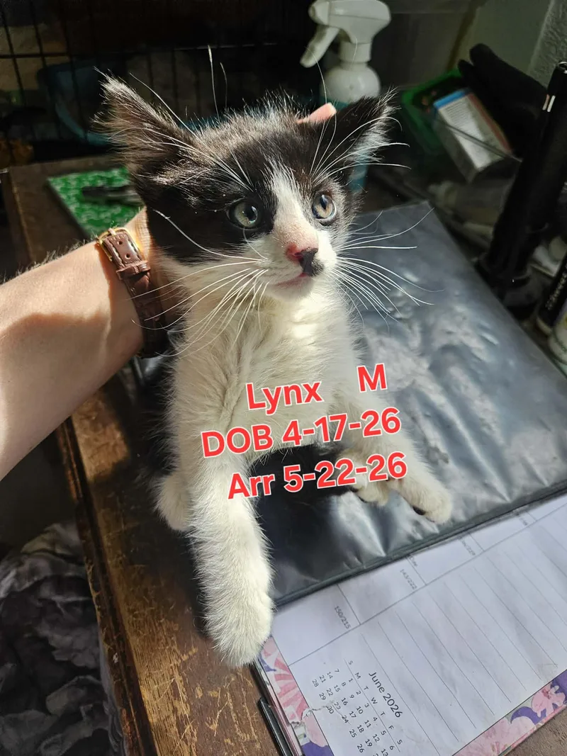 A baby small-sized male Domestic Short Hair cat named Lynx for adoption in Nucla, CO