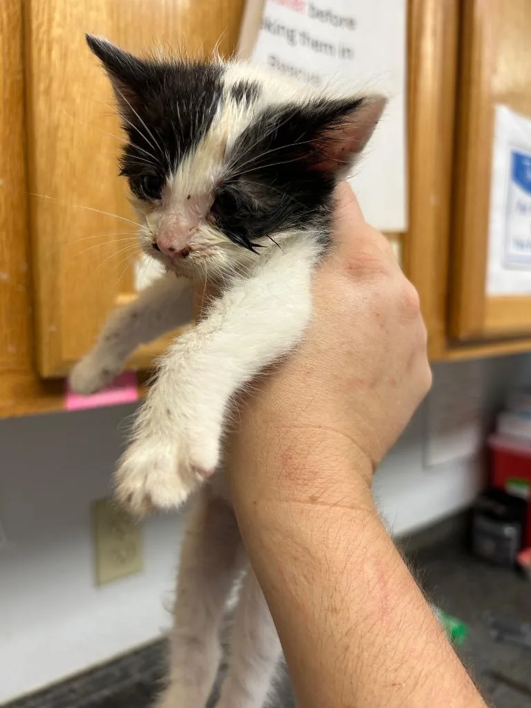 Oreo