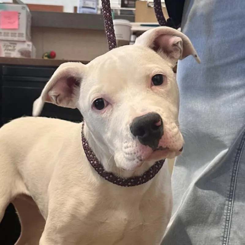 A baby medium-sized male Boxer dog named Morocho for adoption in Reno, NV
