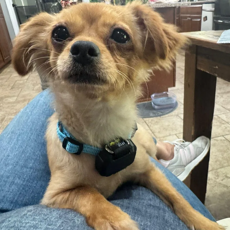 A young small-sized female Apricot / Beige Chihuahua dog named Paris for adoption in Baldwin, MD