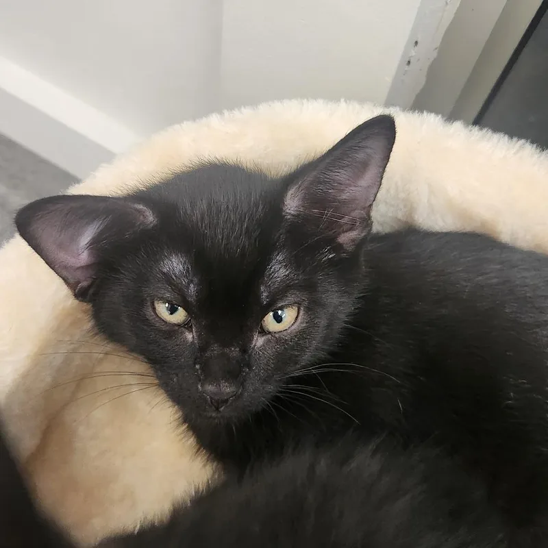 A baby small-sized female Black Domestic Short Hair cat named Charo for adoption in Brockton, MA
