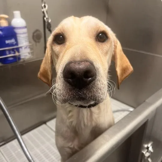 A young medium-sized female Yellow / Tan / Blond / Fawn Labrador Retriever dog named Ashley for adoption in Matteson, IL
