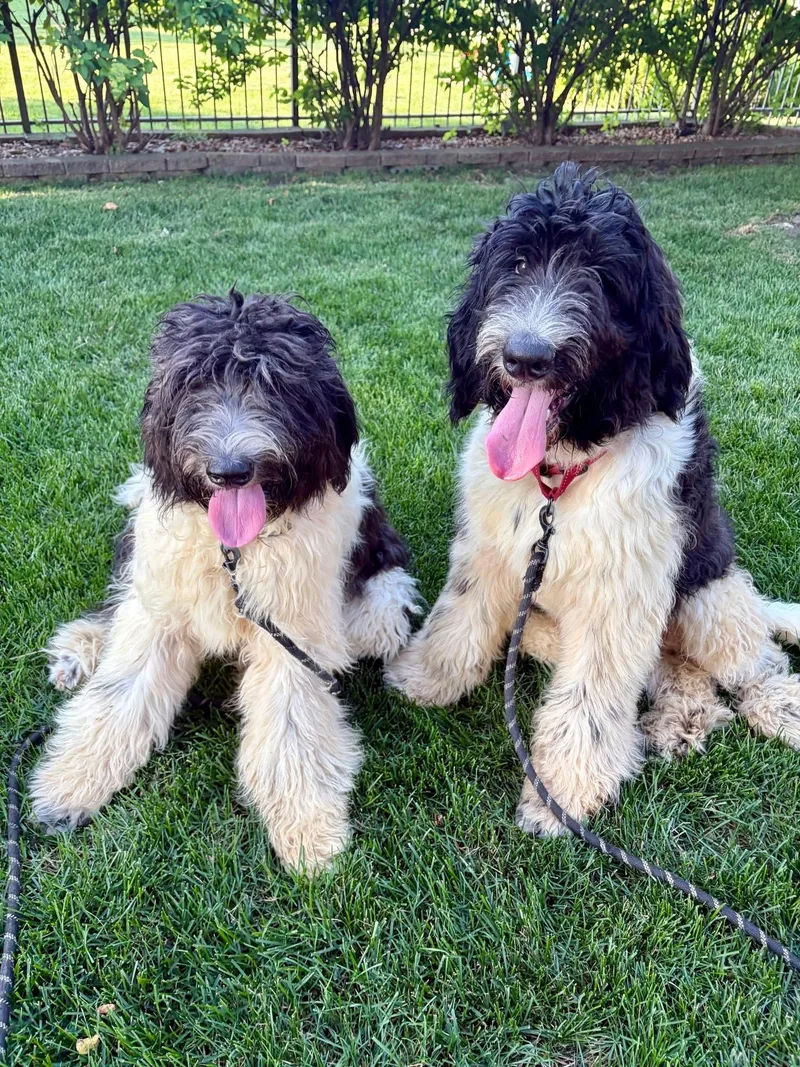 A baby large-sized female Black Newfoundland Dog dog named Taylor Swift for adoption in Orland Park, IL