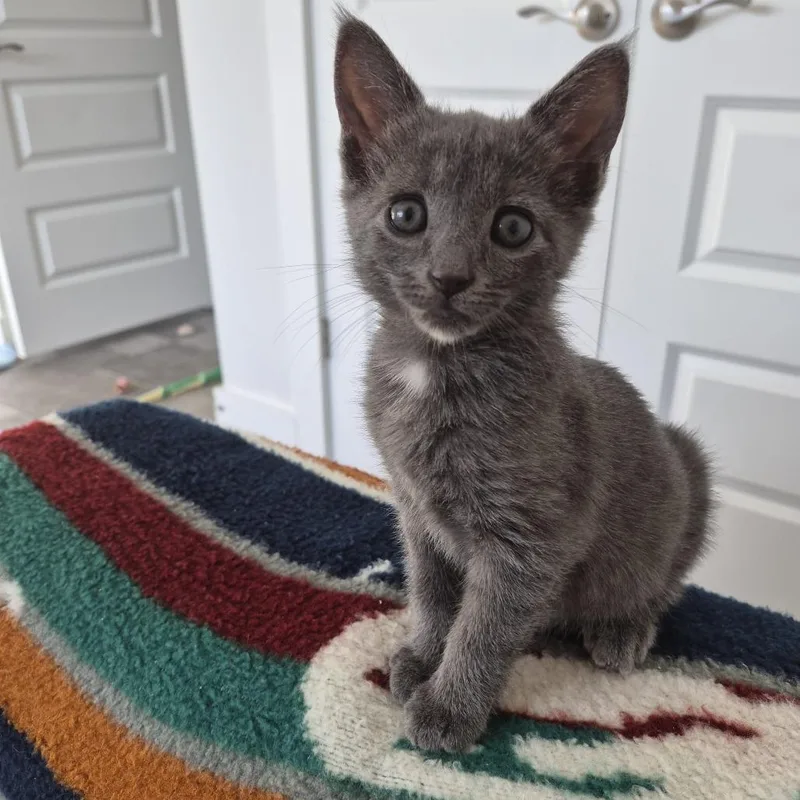 A baby small-sized male Smoke Domestic Short Hair cat named Earl Grey for adoption in Greenville, SC