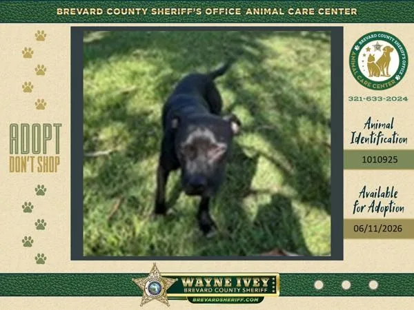 An adult large-sized male Mixed Breed dog named Ned for adoption in Melbourne, FL