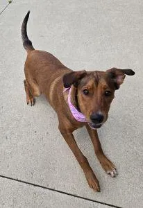 A young large-sized female Retriever dog named Molly for adoption in Bucyrus, OH