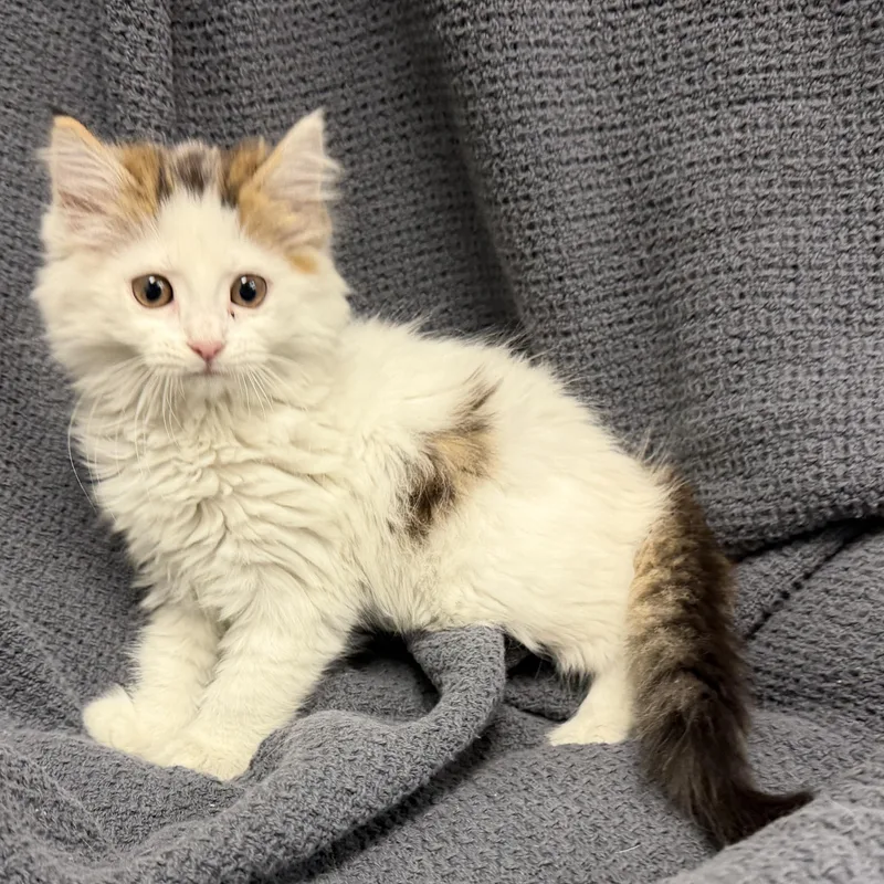 A baby medium-sized female White Domestic Long Hair cat named Marsha for adoption in Latrobe, PA