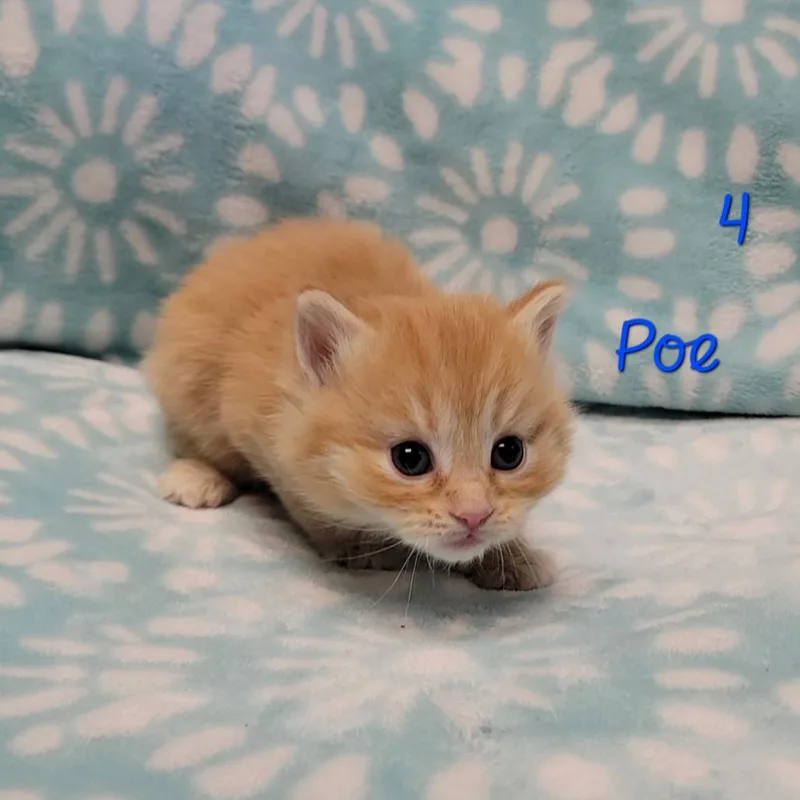 Poe