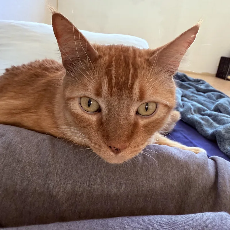 A young large-sized male Orange / Red American Shorthair cat named Sammy for adoption in Phoenix, AZ
