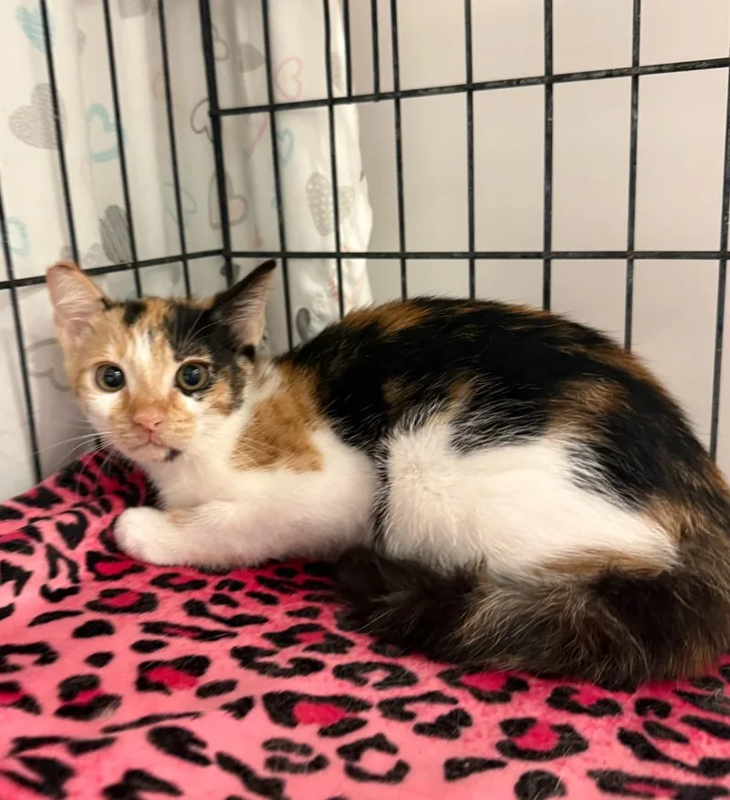 A young small-sized female Calico cat named Callie for adoption in Temecula, CA