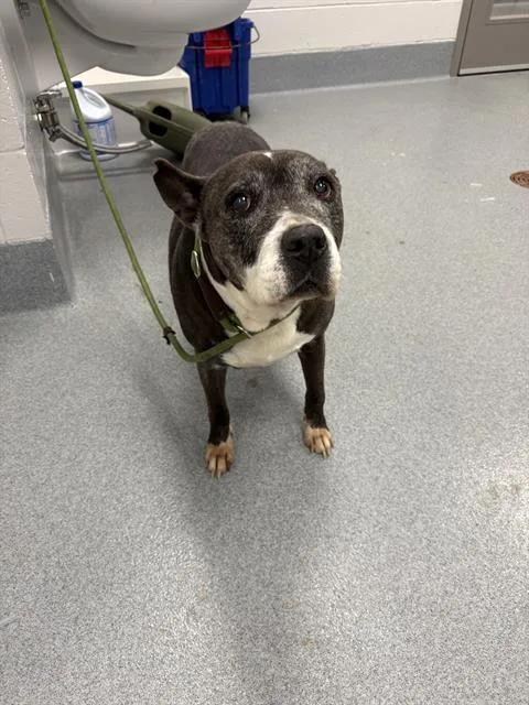 A senior medium-sized female Staffordshire Bull Terrier dog named Chyna for adoption in Indianapolis, IN