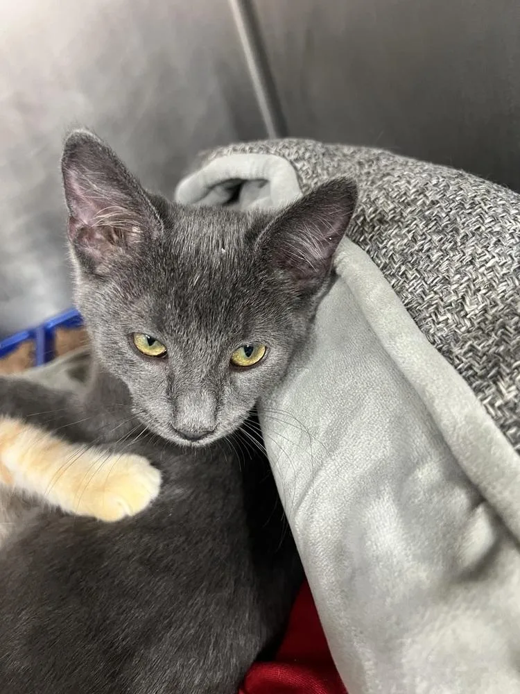 A baby small-sized female Domestic Short Hair cat named Ember for adoption in Stockton, CA