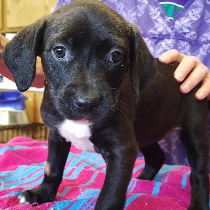 A baby small-sized female Black Mixed Breed dog named Marge for adoption in Grand Rapids, MI