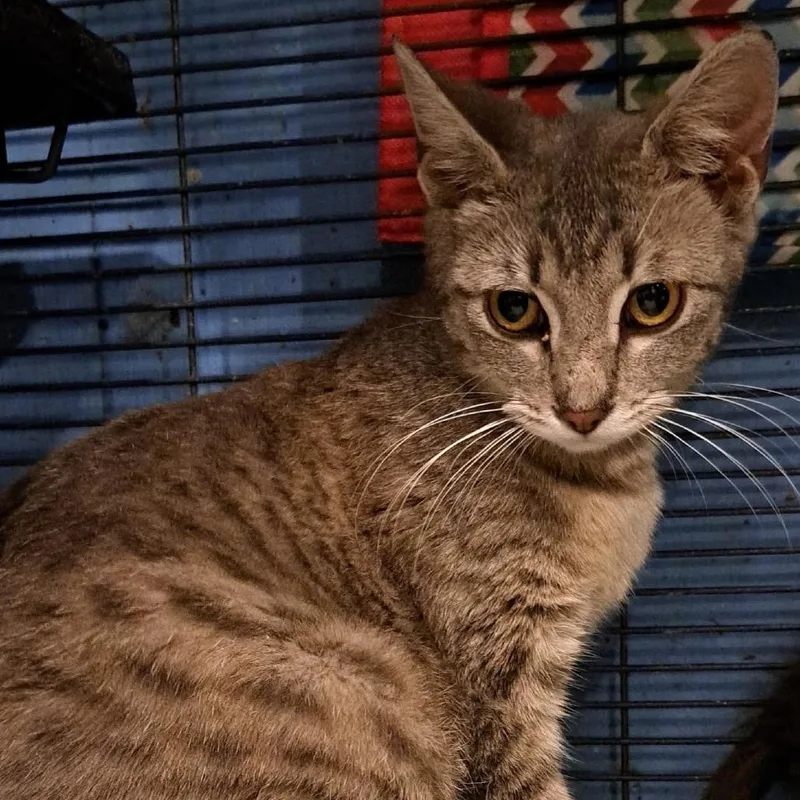 An adult small-sized female Gray / Blue / Silver Domestic Short Hair cat named Victoria for adoption in Green Forest, AR