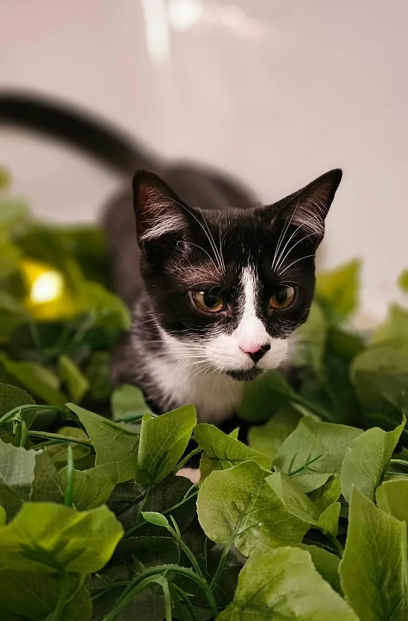 Pleakley thumbnail 2