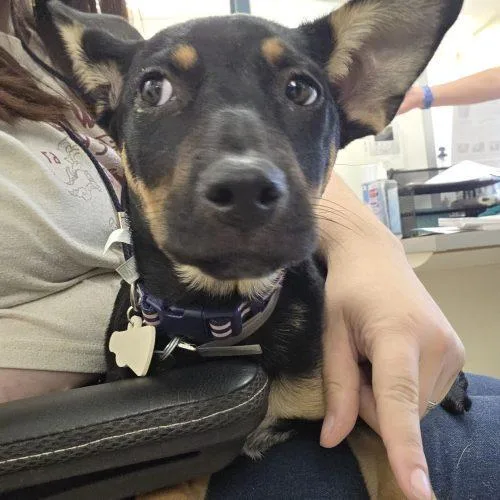 A baby small-sized female Black Miniature Pinscher dog named Katana for adoption in Grand Junction, CO