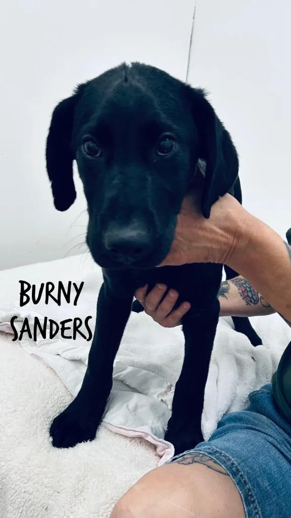 A baby small-sized male Labrador Retriever dog named Burny Sanders for adoption in Jacksonville, IL