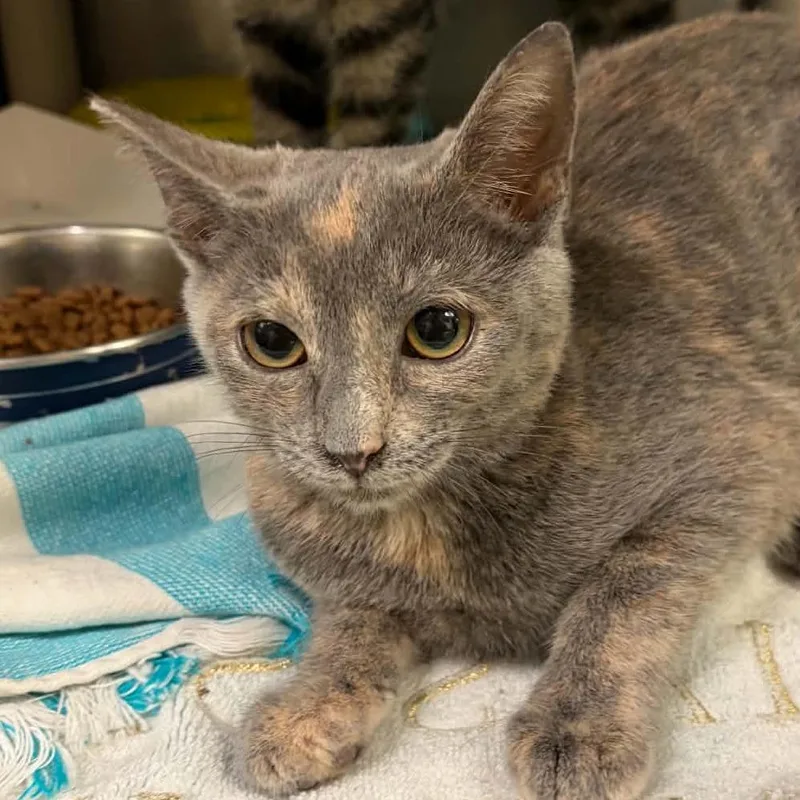 A baby small-sized female Tortoiseshell Domestic Short Hair cat named Dolly Parton for adoption in Concord, NC