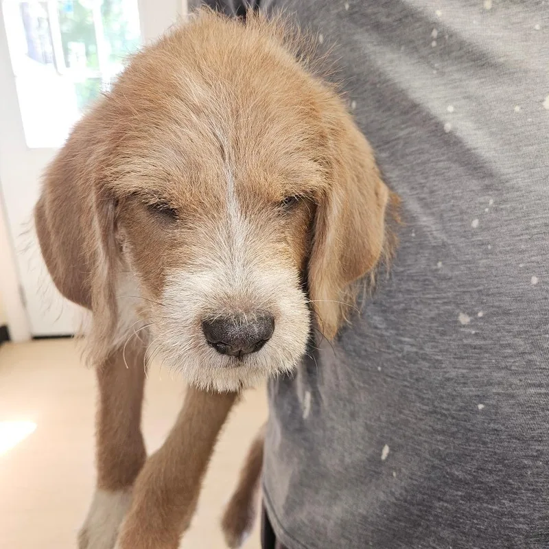 A baby medium-sized male Yellow / Tan / Blond / Fawn Retriever dog named Pompompurin for adoption in Hattiesburg, MS